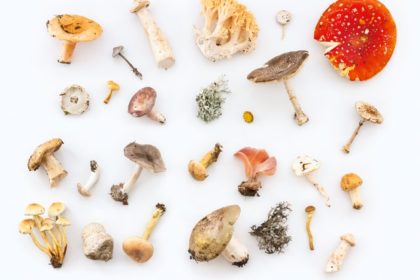 psilocybin psilocybin