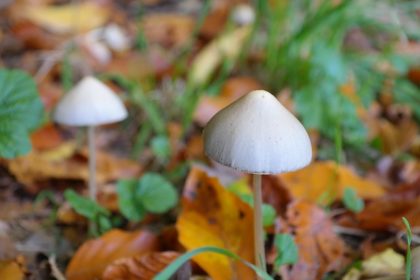 Medicinal Use of Psilocybin Psilocybin